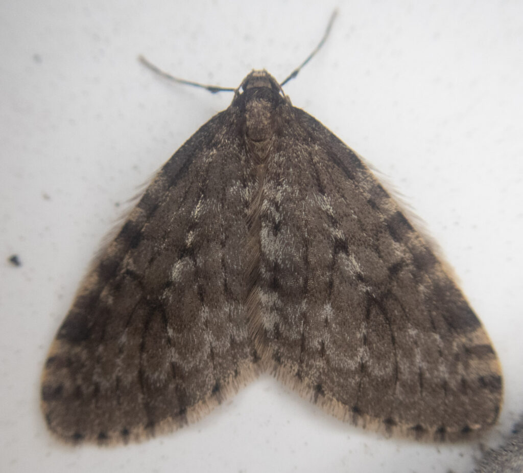 Winter Spanworm Moth (<em>Operophtera occidentalis</em>)