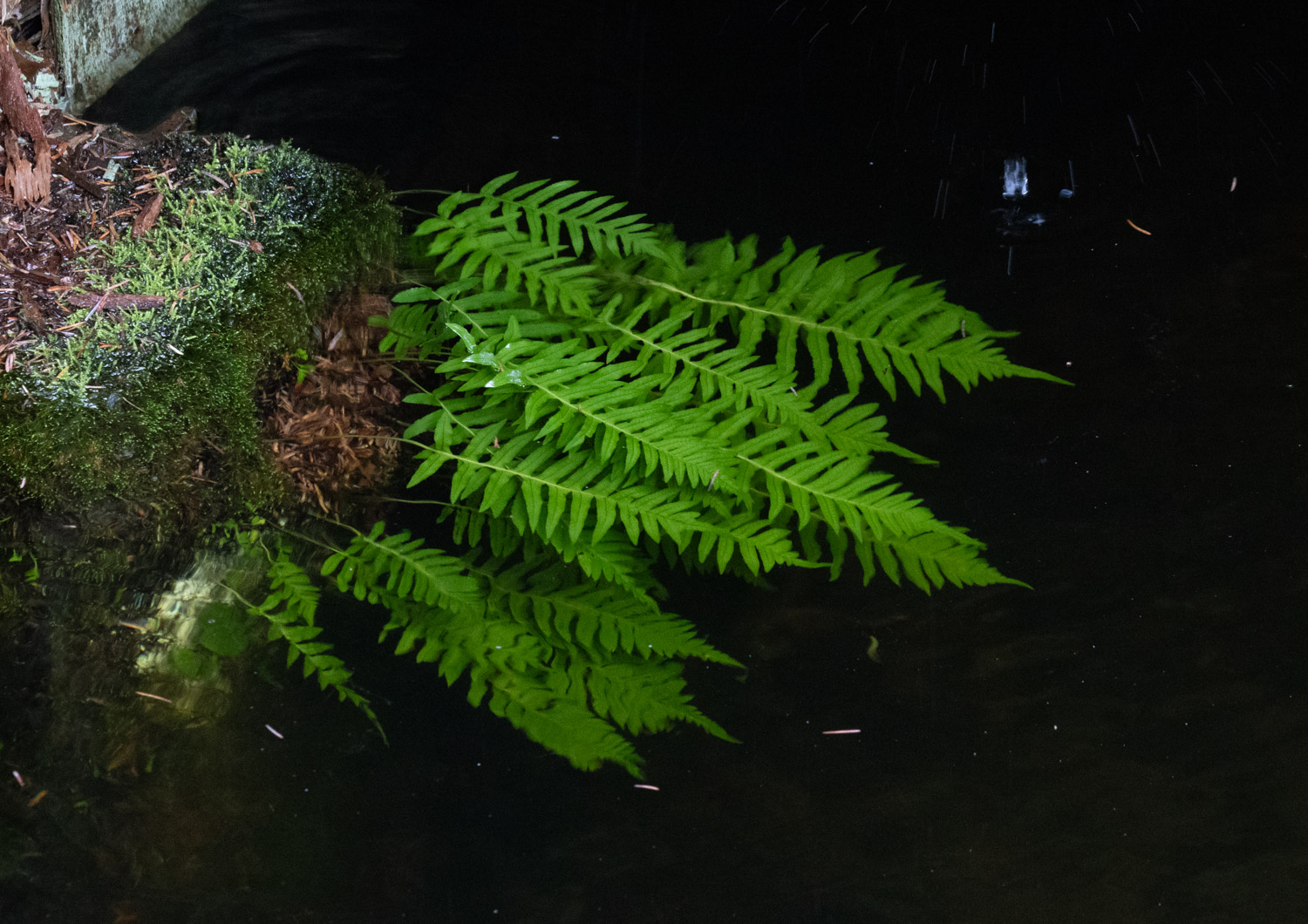 Underwater Licorice Fern