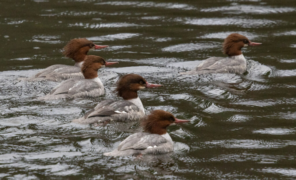 Common Mergansers