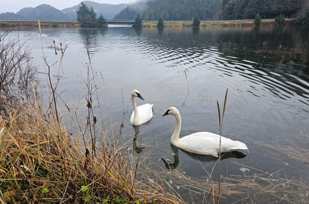 Trumpeter Swans