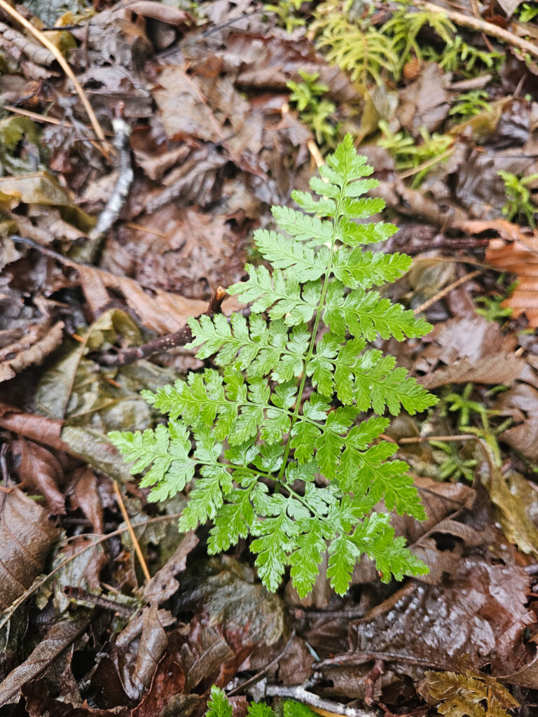 WIntergreen Shield Fern (Dryopteris expansa)