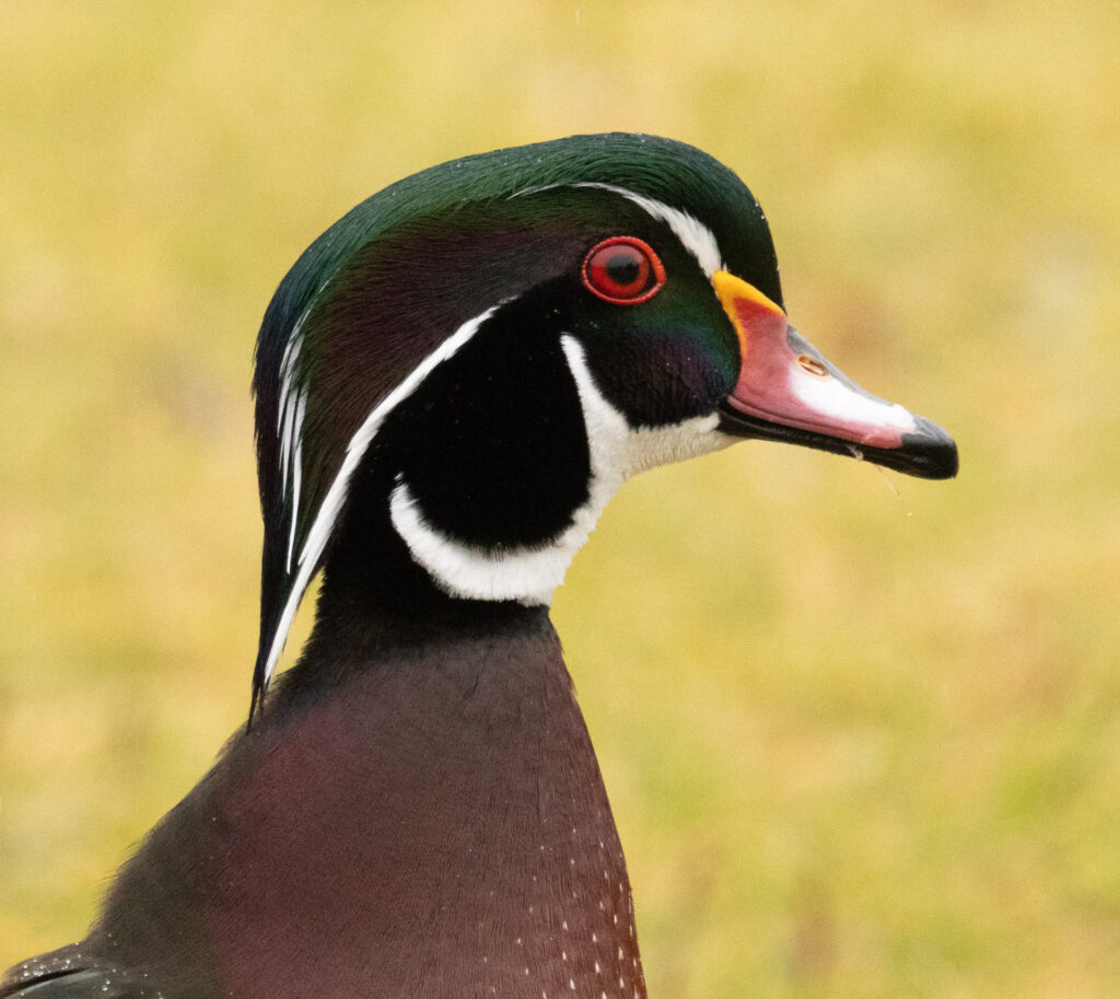 Wood Duck