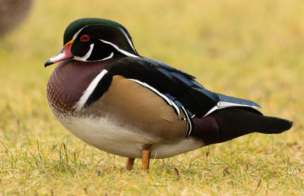 Wood Duck