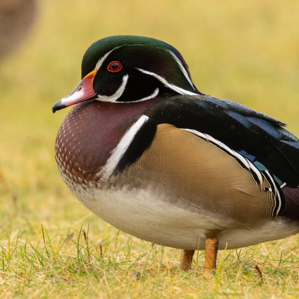 Wood Duck