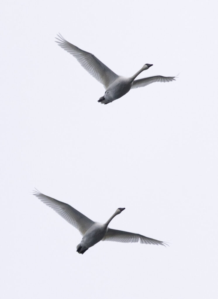 Trumpeter Swans