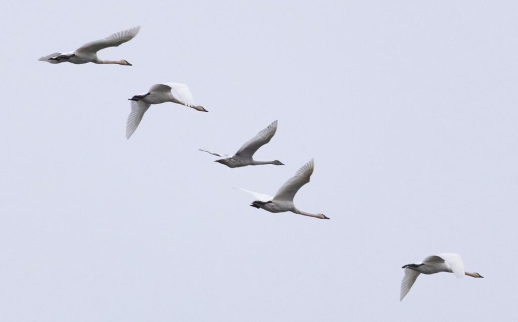 Trumpeter Swans