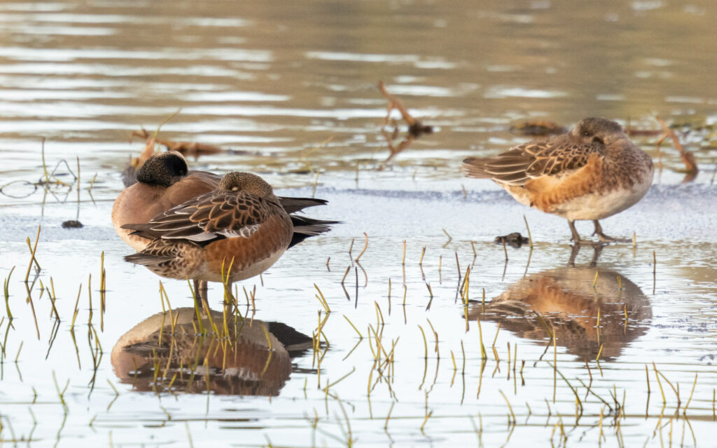 American Wigeons