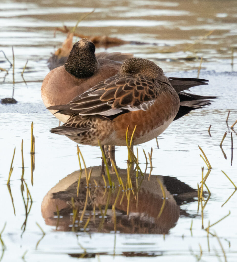 American Wigeons