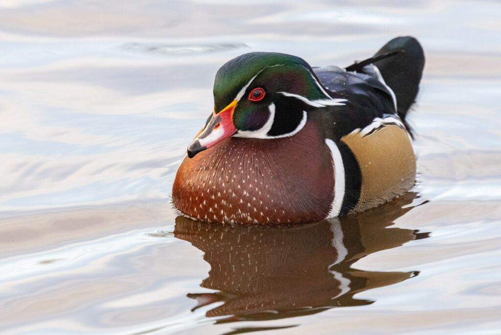 Wood Duck