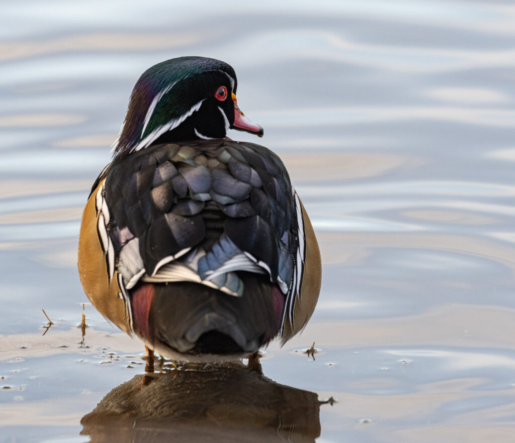 Wood Duck