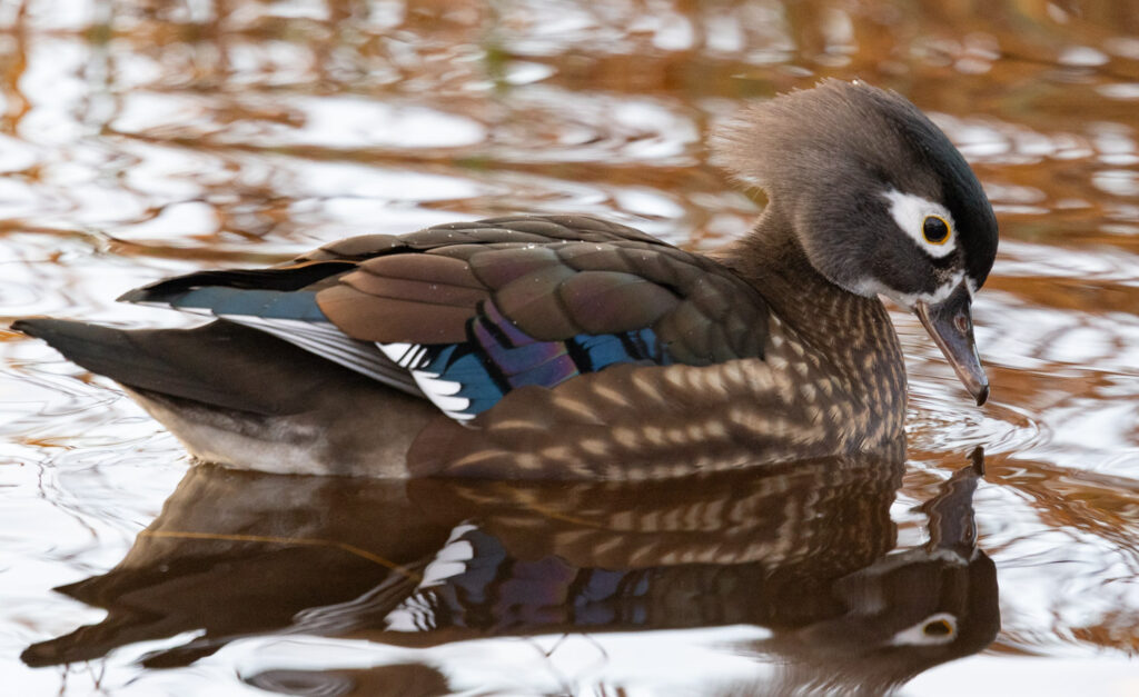 Wood Duck