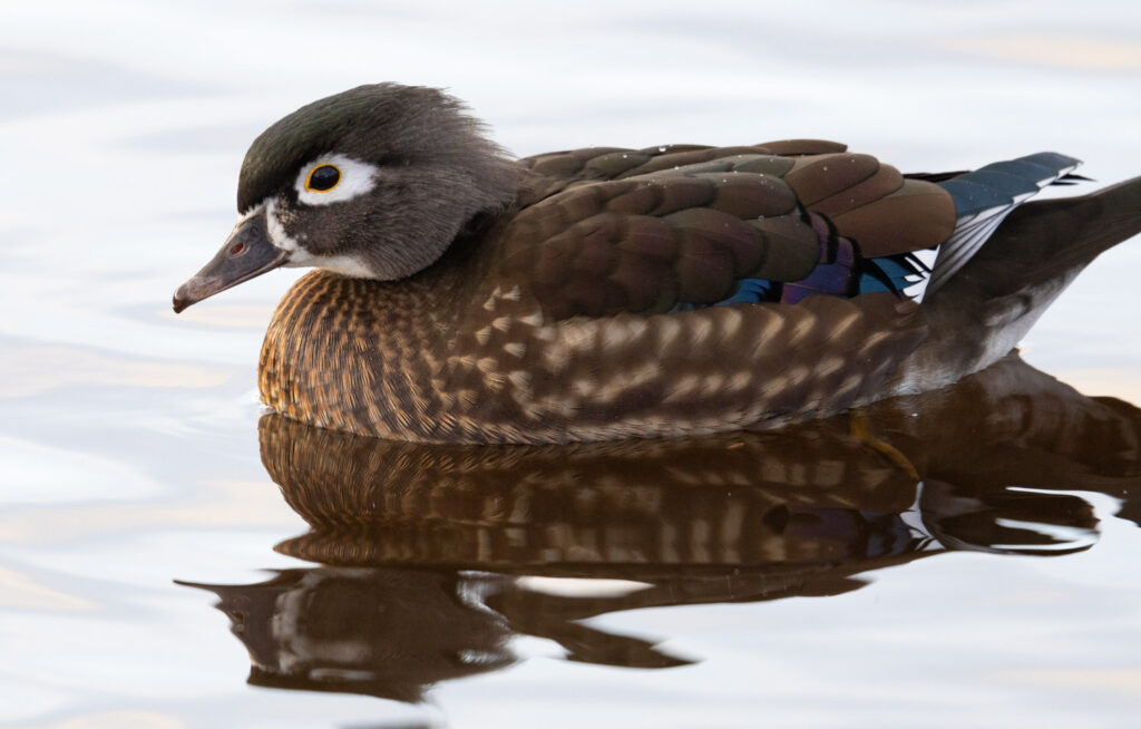 Wood Duck