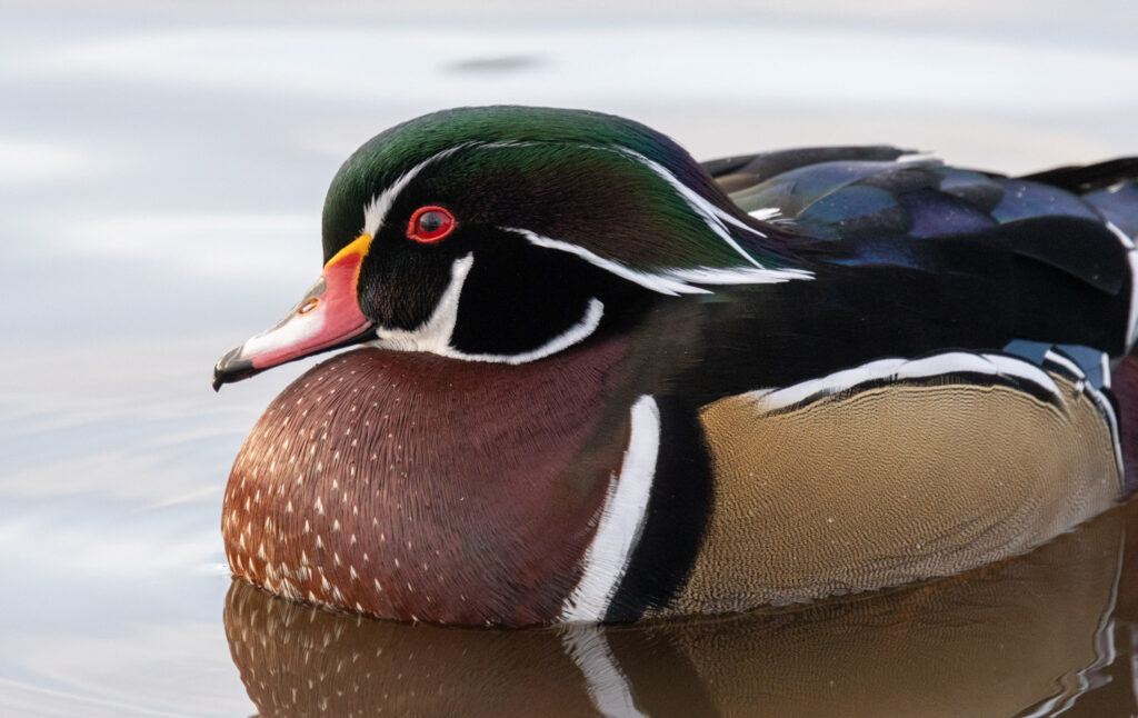 Wood Duck