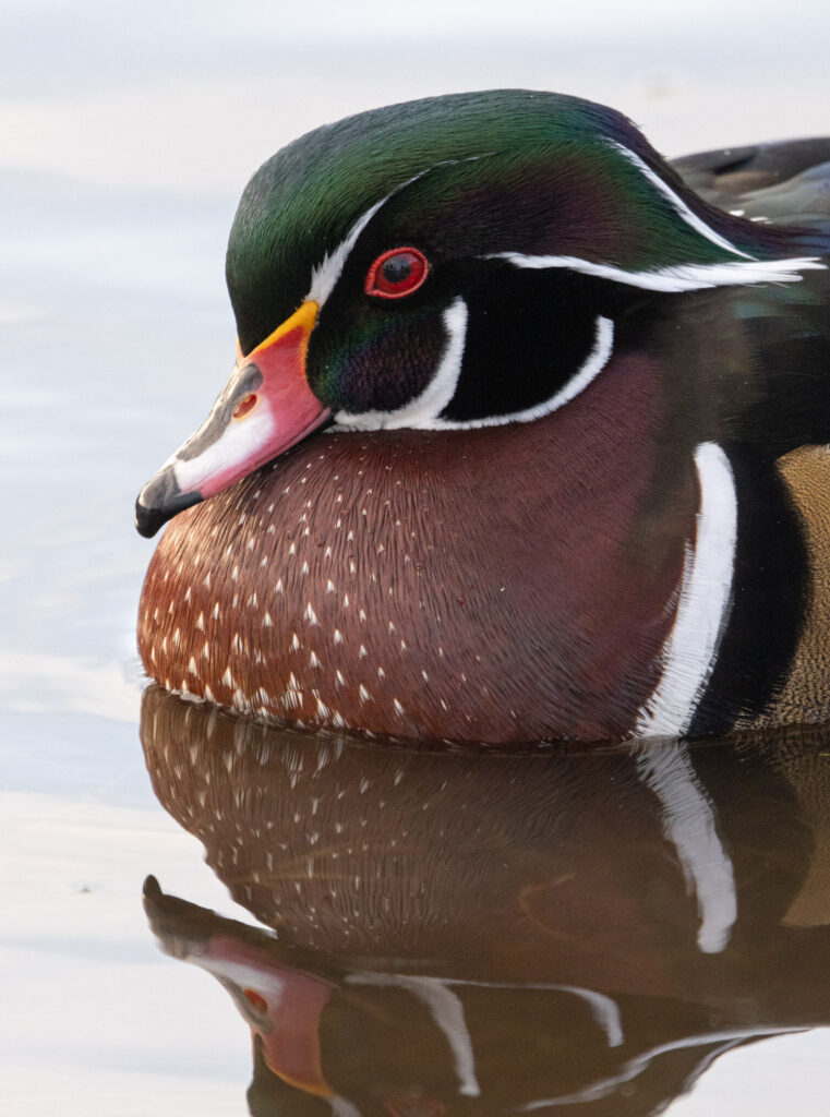 Wood Duck