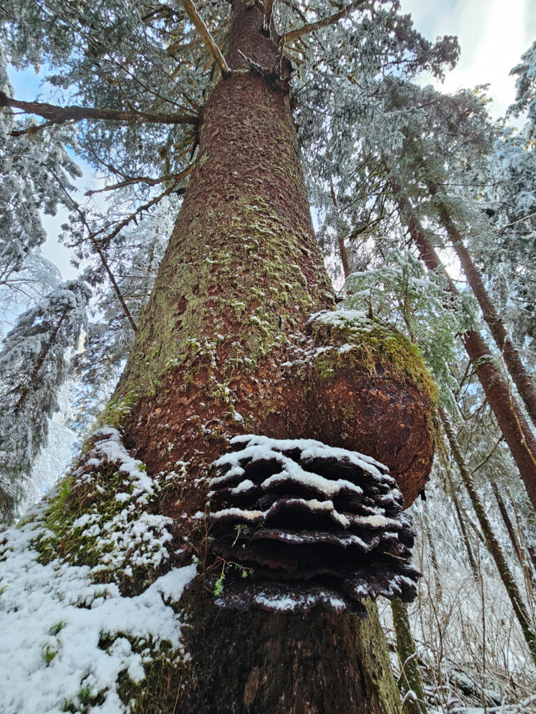 Dyer's Polypore and Burl