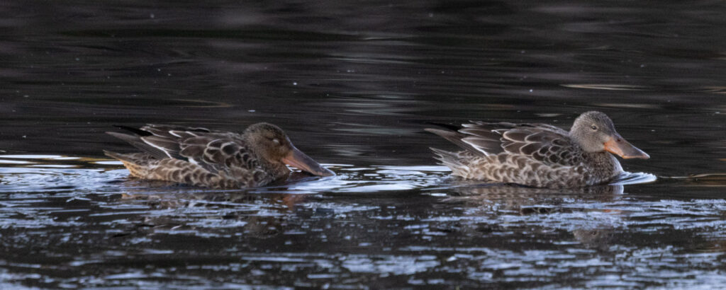 Northern Shovelers