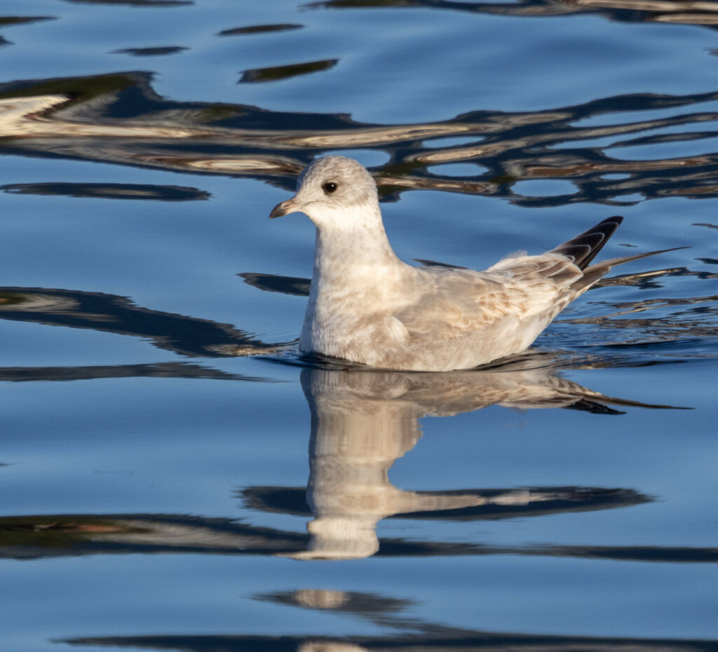 Short-billed Gull