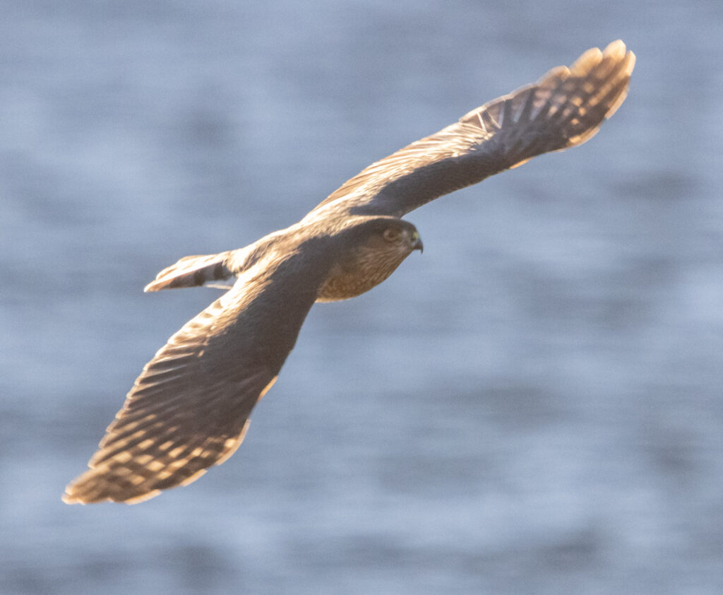 Sharp-shinned Hawk