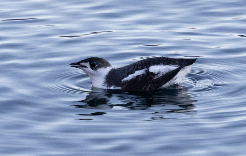 Marbled Murrelet