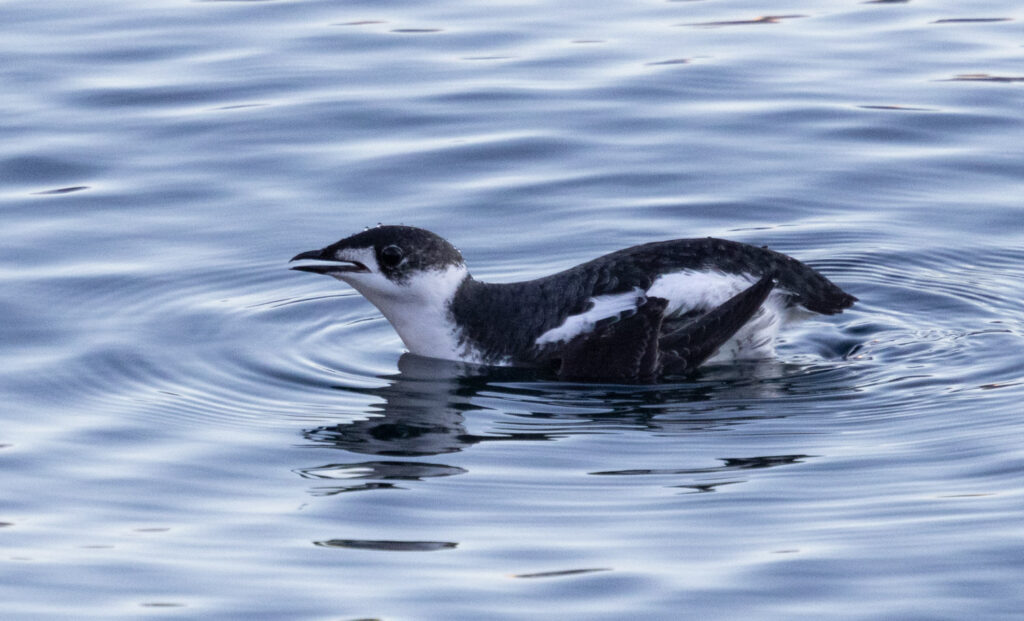 Marbled Murrelet