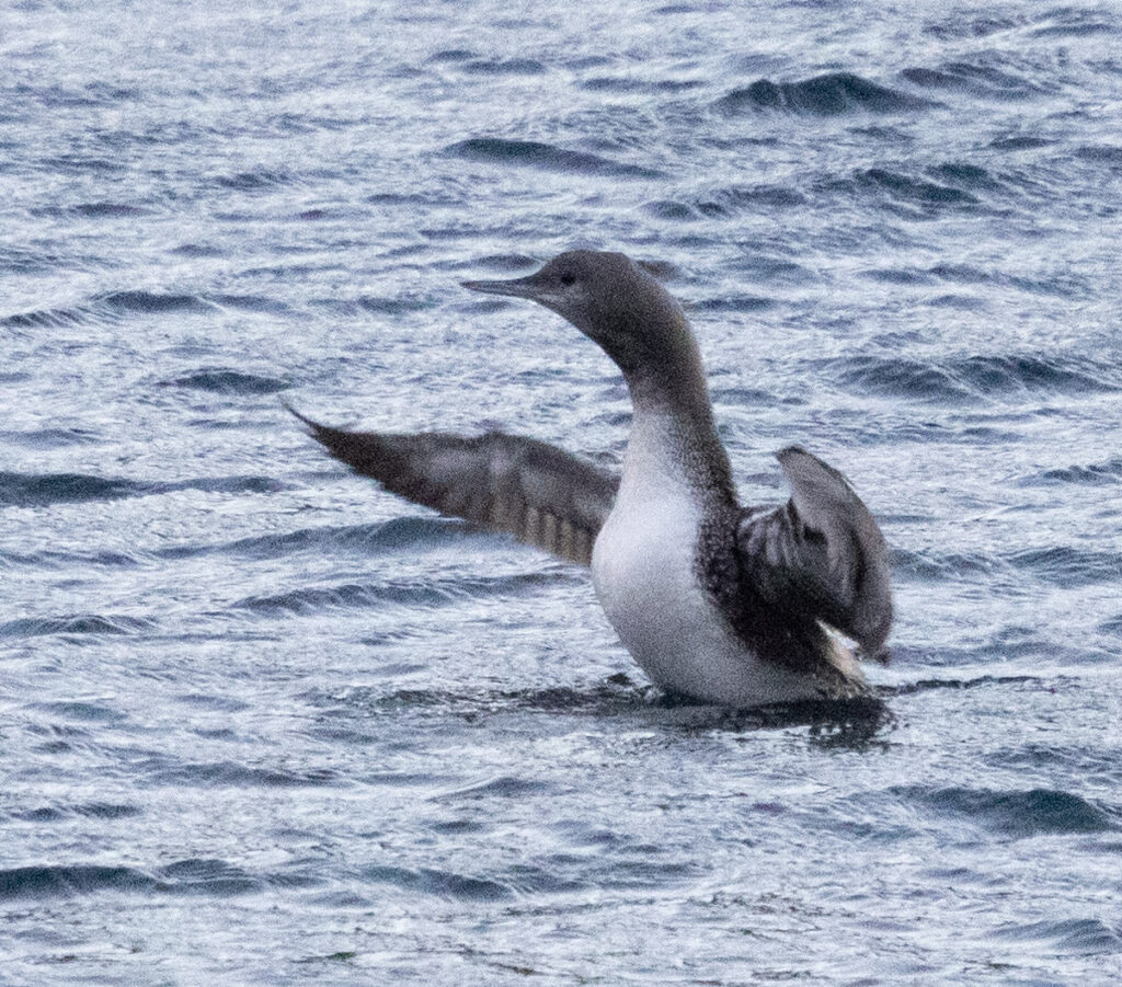 Red-throated Loon