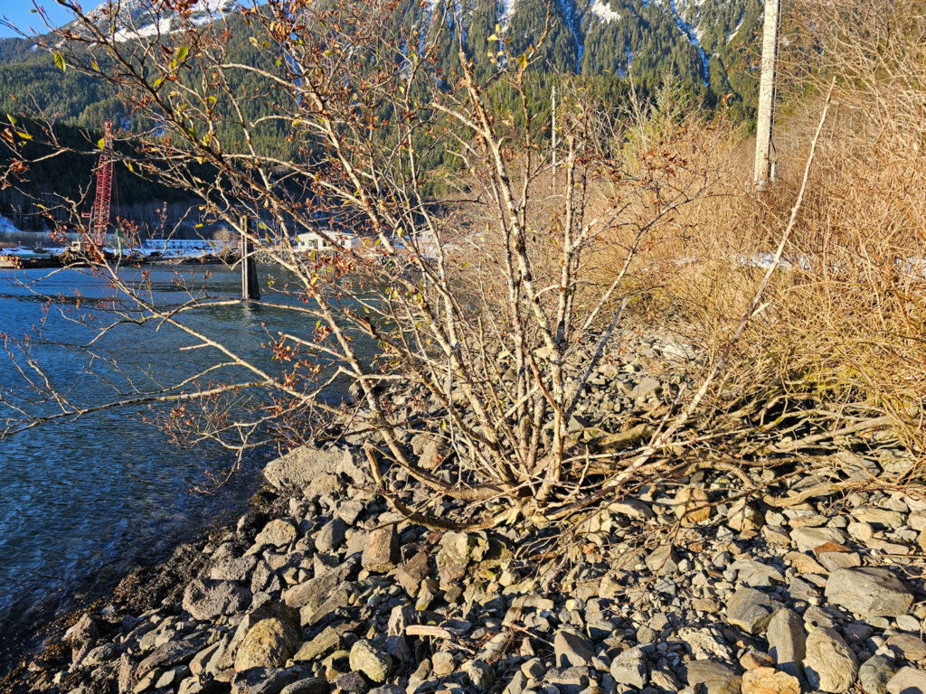 Naked Alder Roots