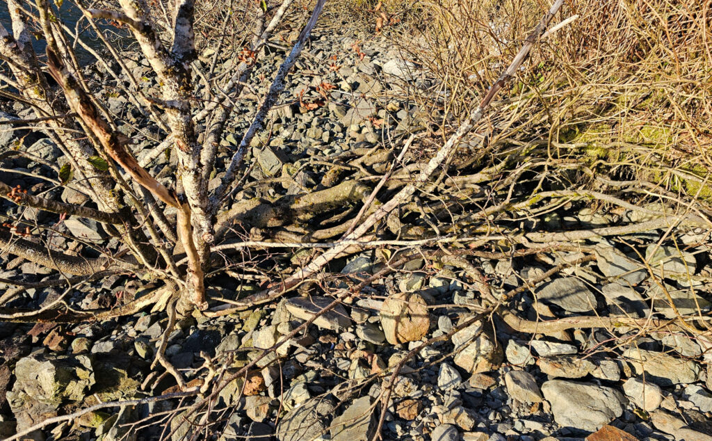 Naked Alder Roots