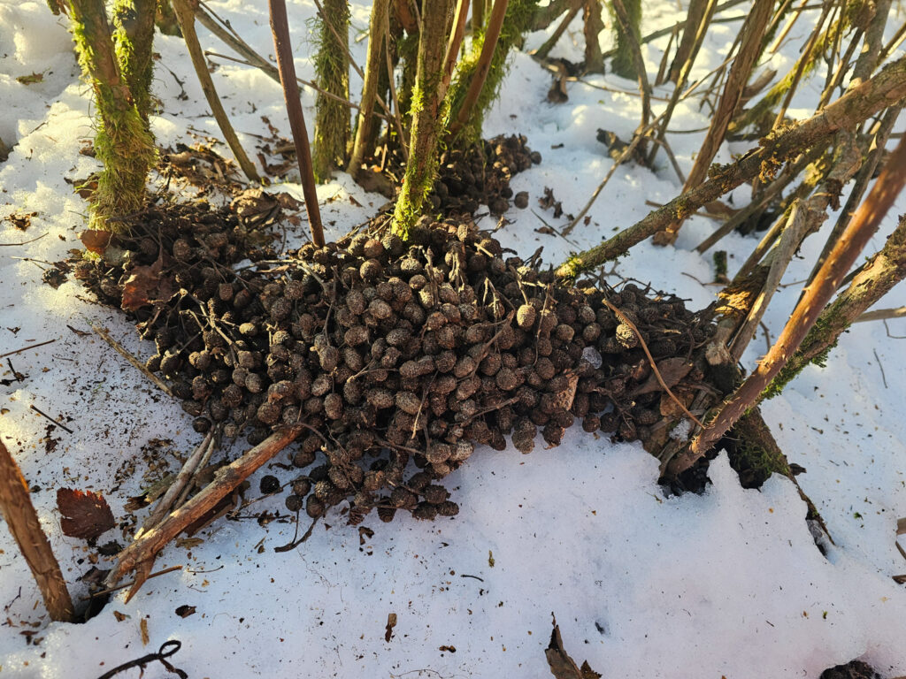 Alder Cone Cache