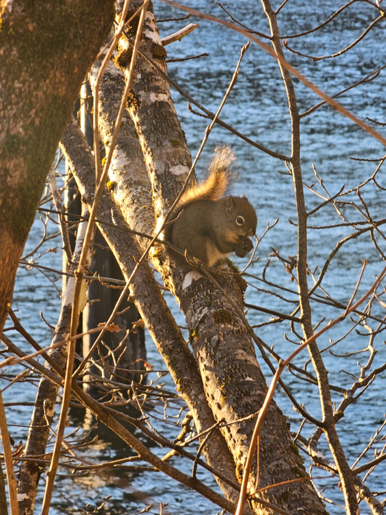 Red Squirrel