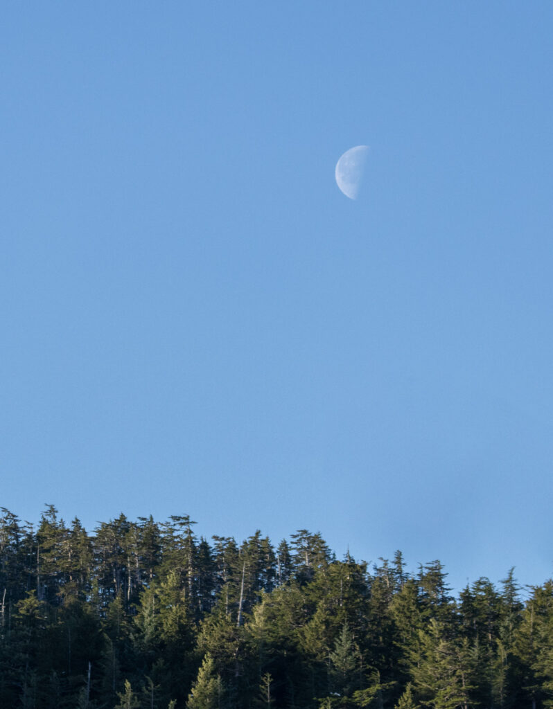 Moon over Forest