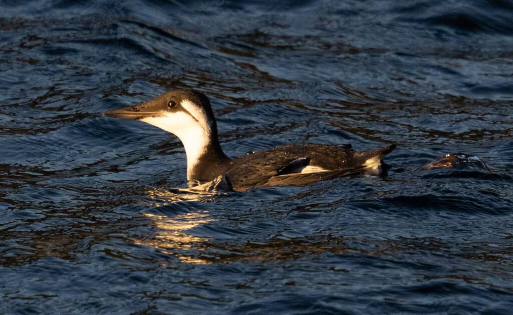 Common Murre