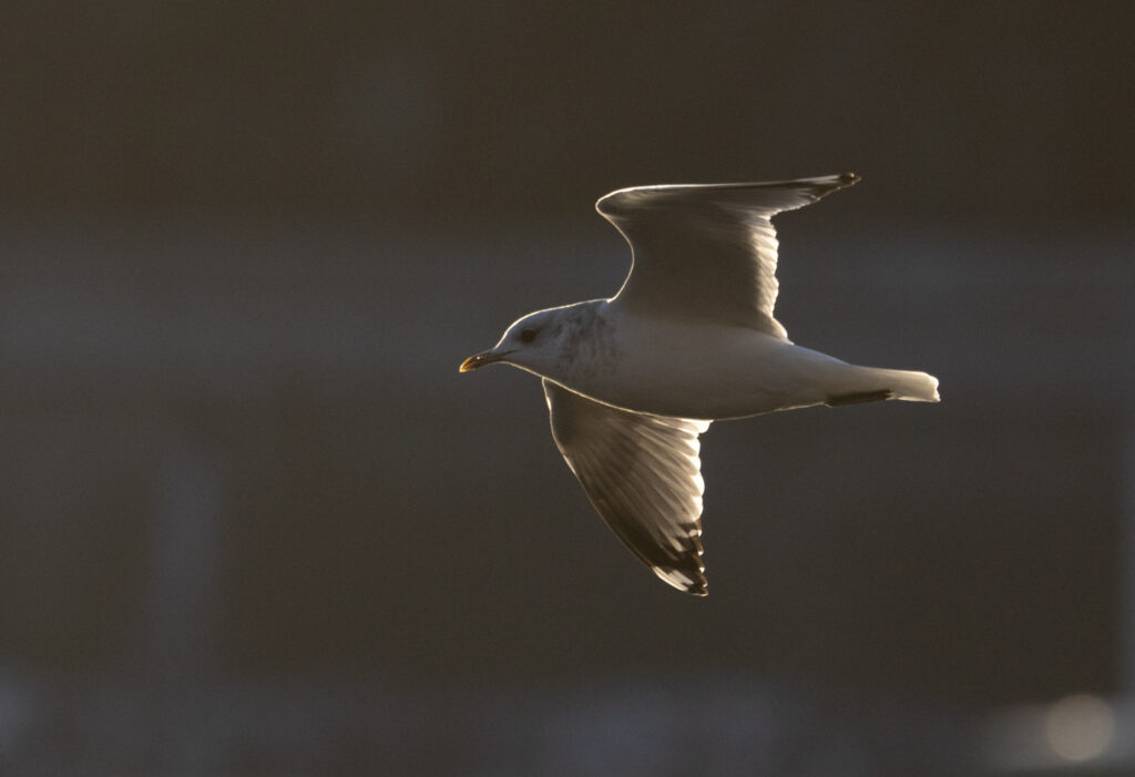 Short-billed Gull