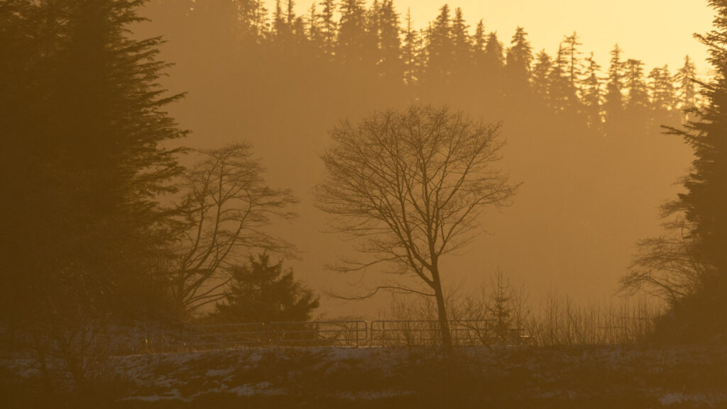 Alder Silhouette