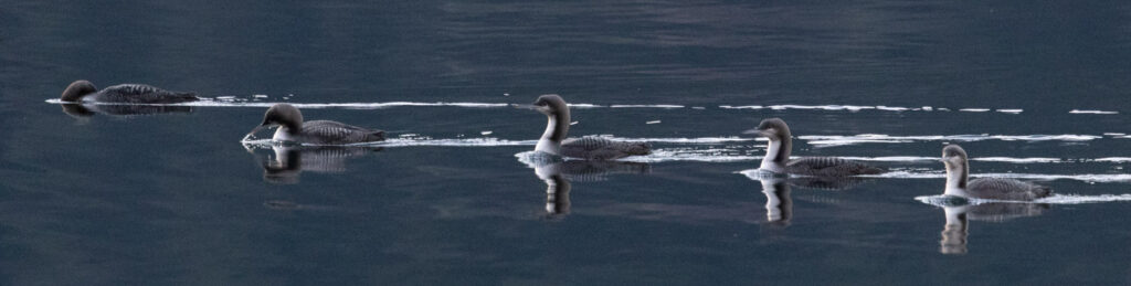 Pacific Loons