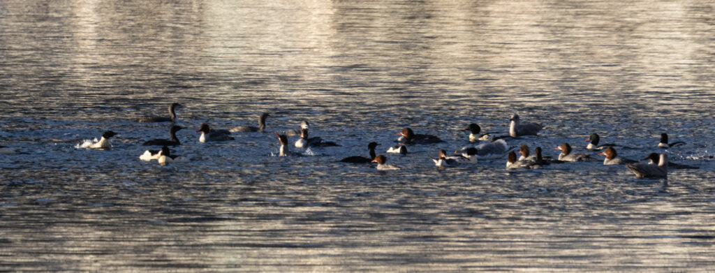 Diving Birds