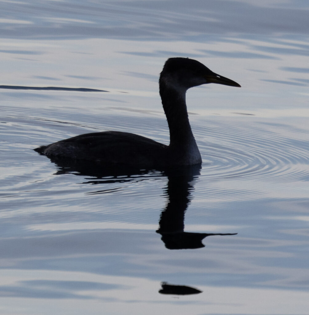 Red-necked Grebe Silhouette