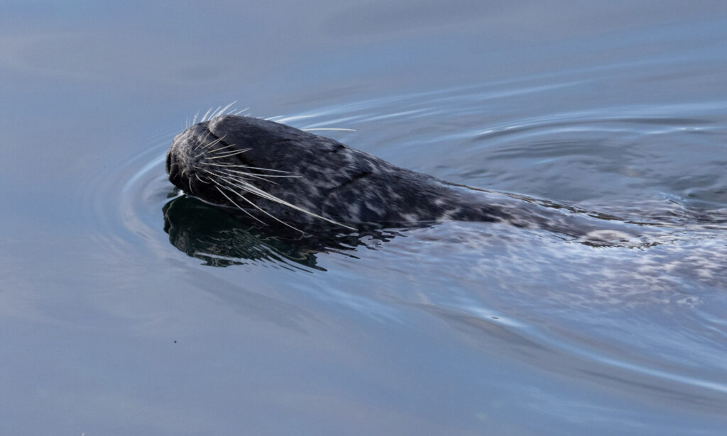 Harbor Seal