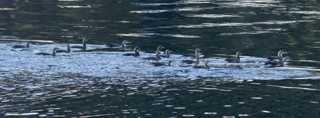 Pacific Loons