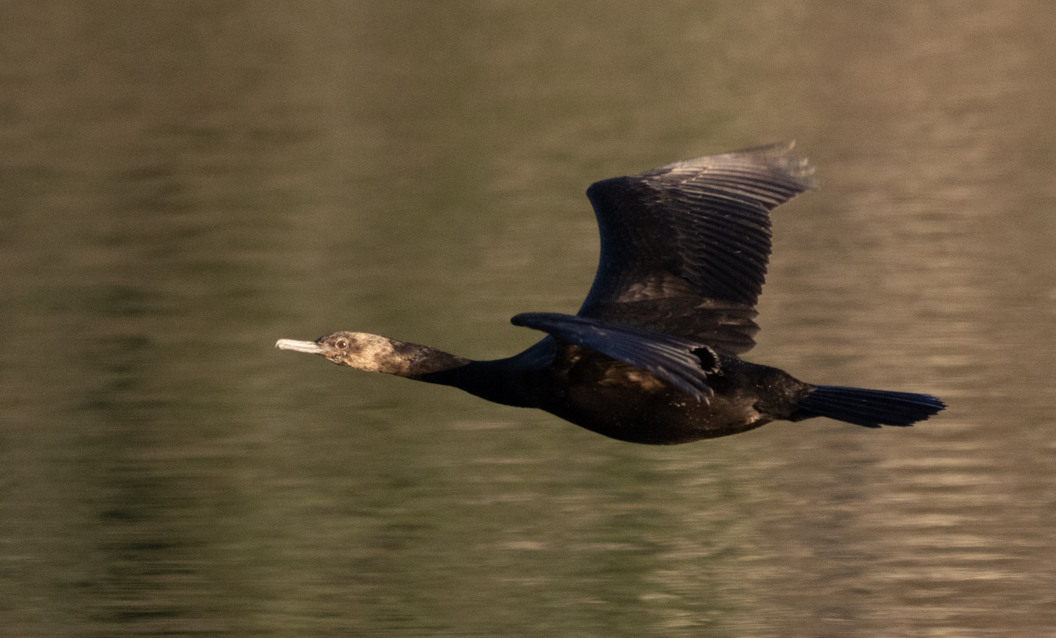 Pelagic Cormorant