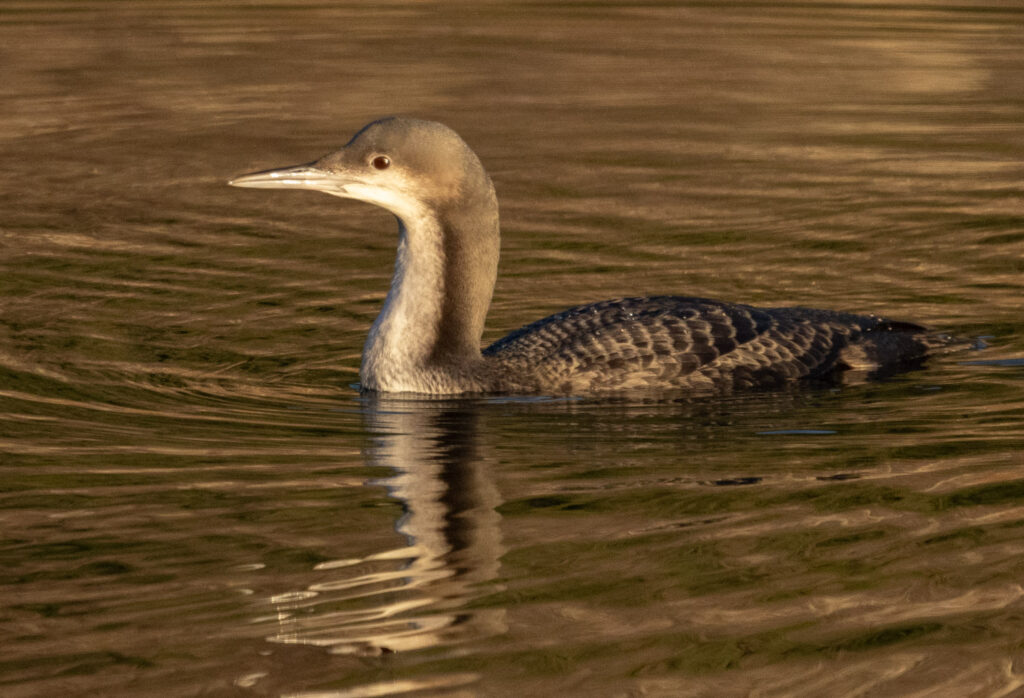 Pacific Loon