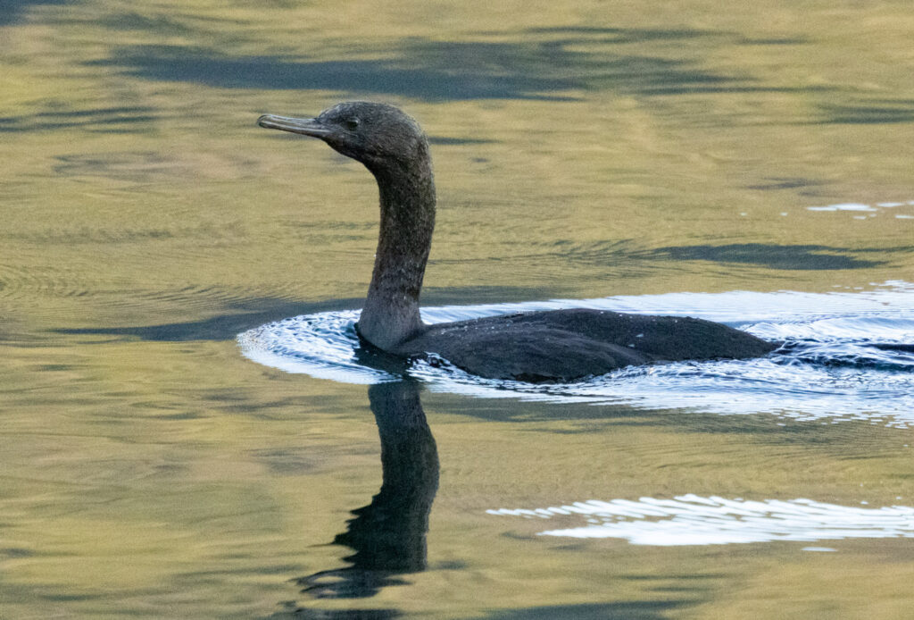 Pelagic Cormorant