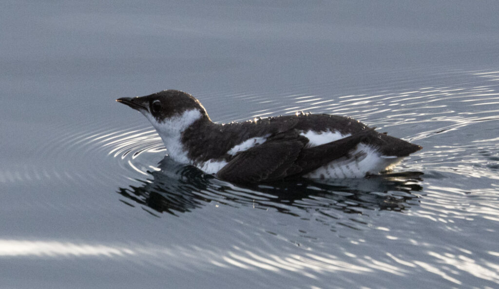 Marbled Murrelet