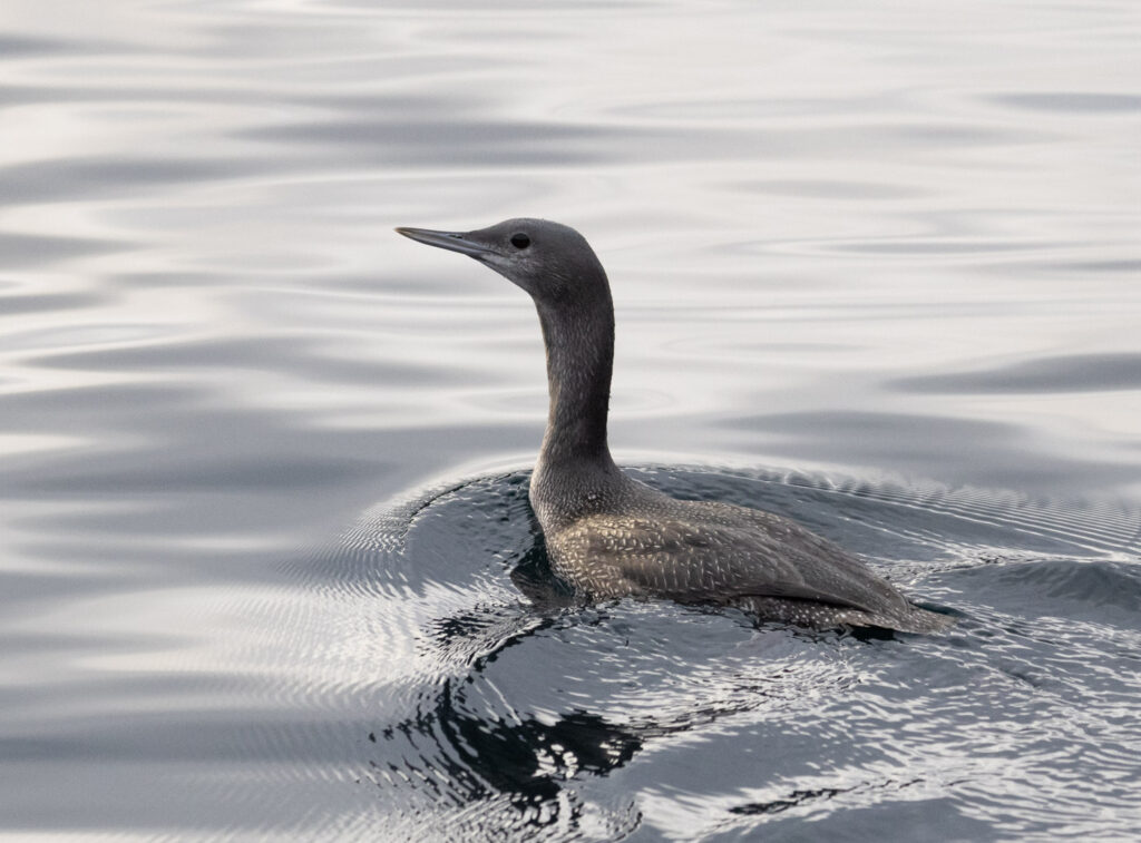 Red-throated Loon