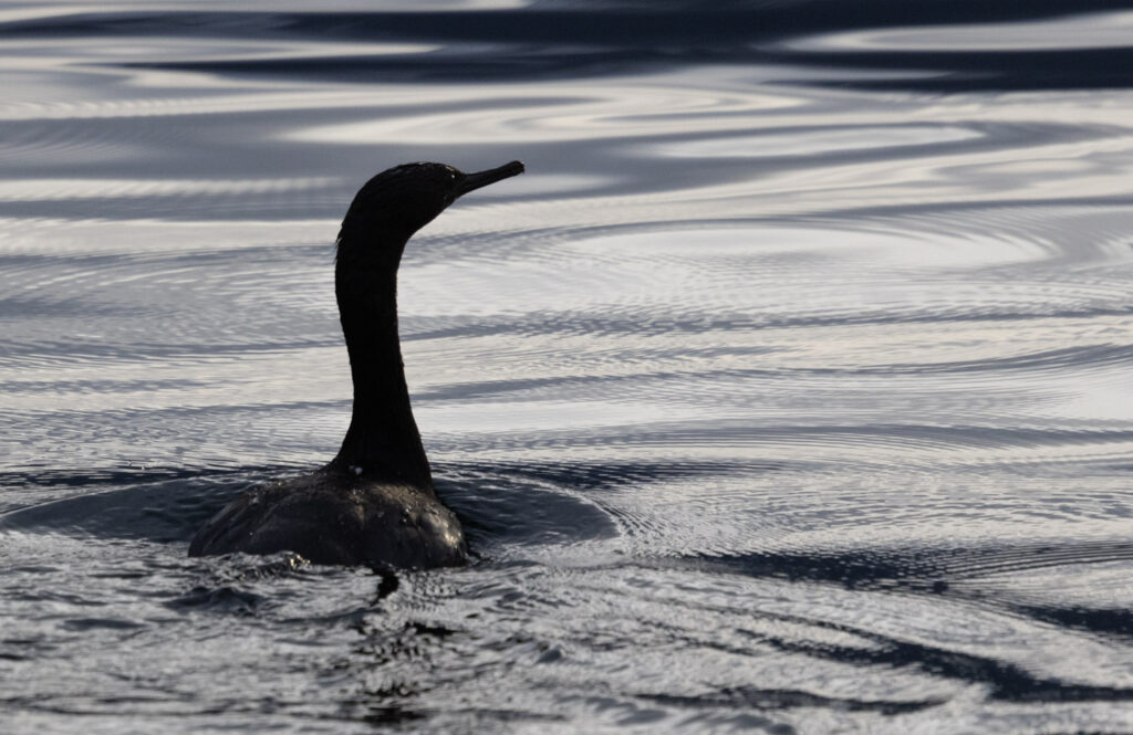 Pelagic Cormorant