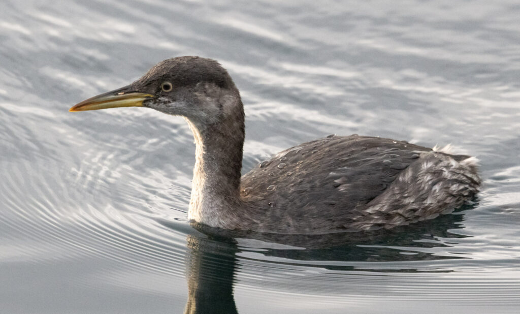 Red-necked Grebe