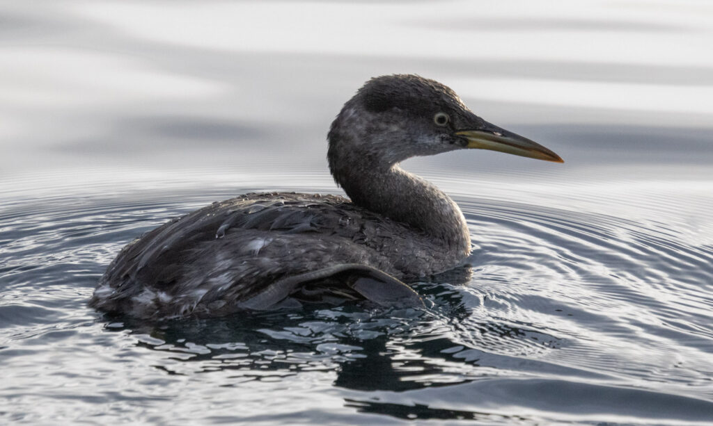 Red-necked Grebe