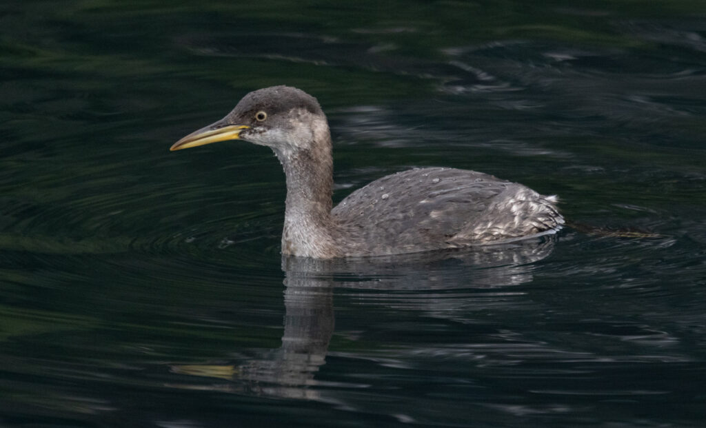 Red-necked Grebe