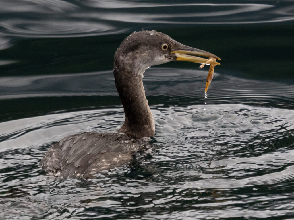 Red-necked Grebe with Fish