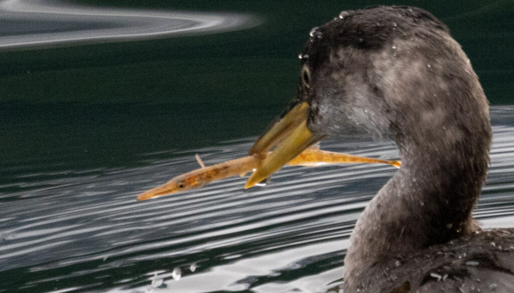 Red-necked Grebe with Fish