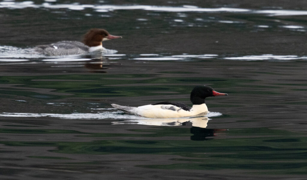 Common Mergansers